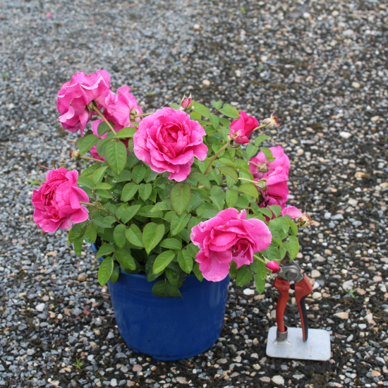 Rosier 'Purple voluptia'