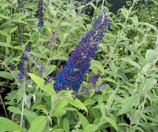 Arbre aux papillons 'bleu empereur'