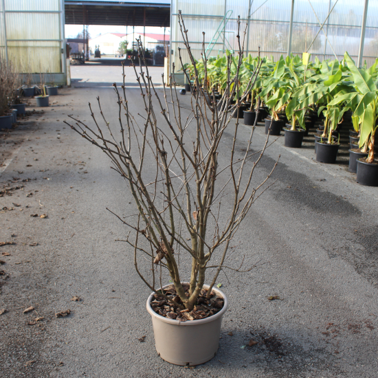 Lilas commun 'Pres grevy bleu'