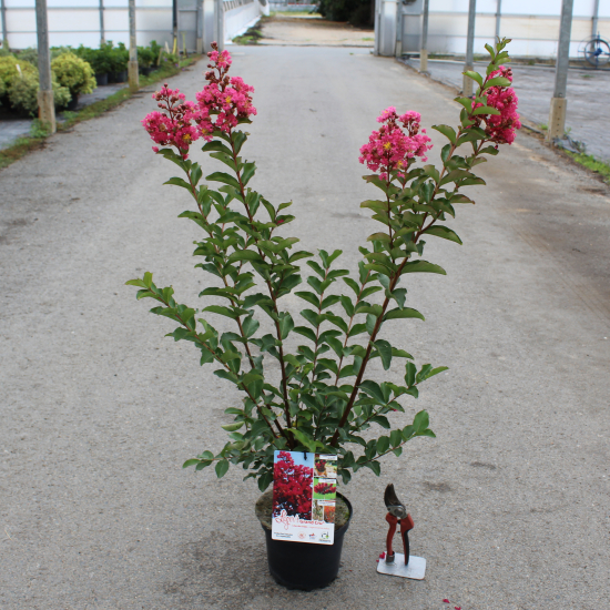 Lilas des indes 'Grand cru'