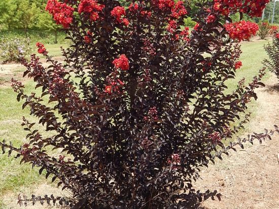 Lilas des indes 'Crimson red'