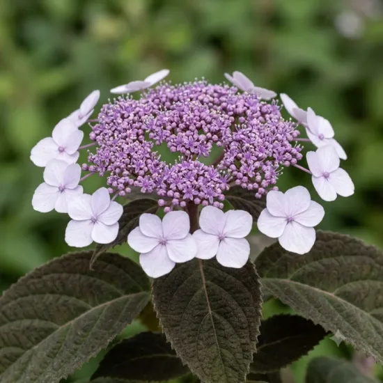 Hortensia a feuilles rugueuses 'Hydream chocolate'