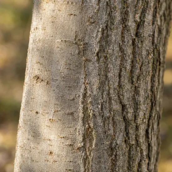 Pacanier des rivières (Carya cordiformis) — gros plan sur tronc avec écorce rugueuse · Photo d'illustration