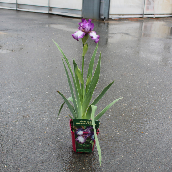 Iris d'allemagne 'Mariposa autumn violet'