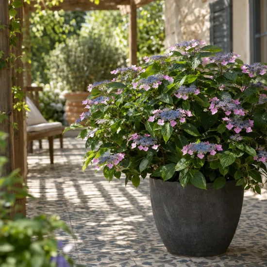 Hortensia 'Renaissance' (Hydrangea scandens) — grand arbuste fleuri en pot sur terrasse · Photo d'illustration
