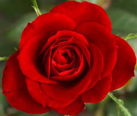 Rosier 'the fairy' rouge