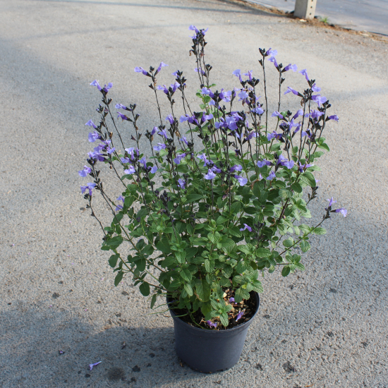 Sauge de graham 'So cool pale blue'