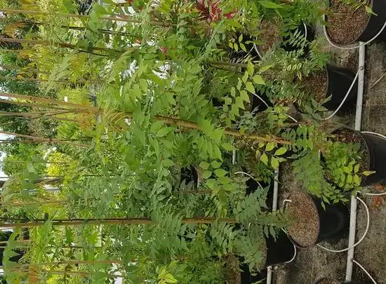 Pistachier de chine (Pistacia chinensis) — jeunes arbustes feuillus vert clair en pots alignés · Pot 6L Baliveau