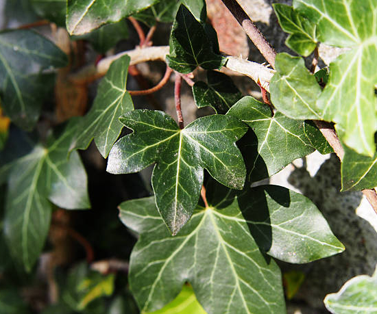Lierre 'Hibernica'