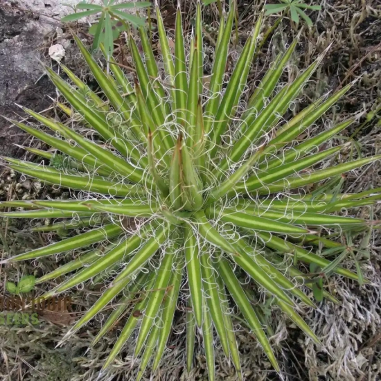 Agave  multifilifera