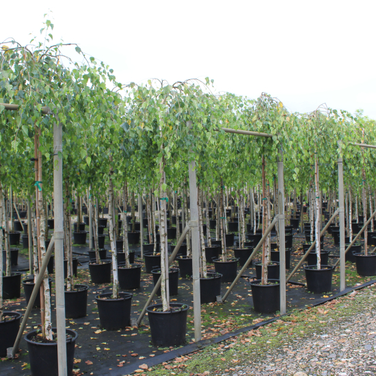 Bouleau verruqueux 'Youngii'