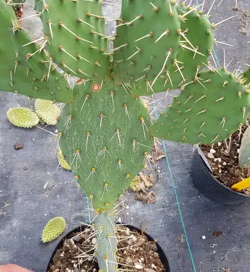 Oponce à aiguilles de feu (Opuntia phaecantha) — cactus à raquettes épineuses en pot de pépinière
