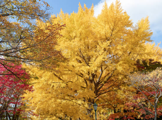 Orme résistant 'Sapporo gold '