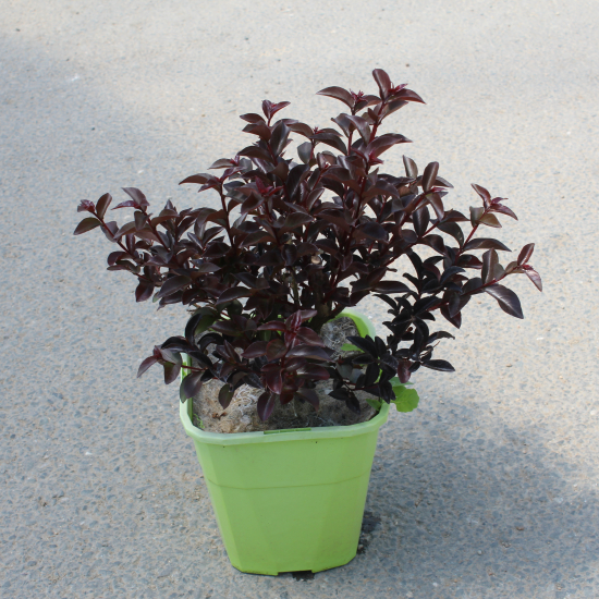 Lilas des indes 'Fuchsia'