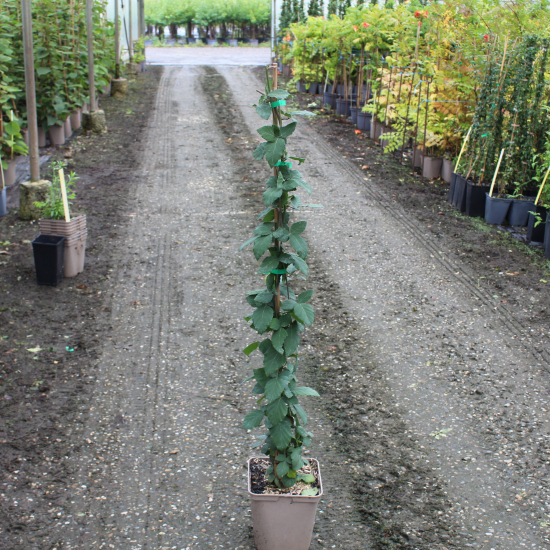 Ronce commune 'Sans epines thornfree'