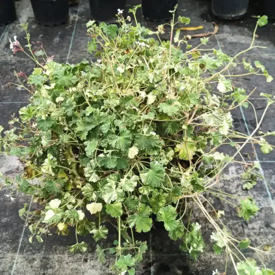 Géranium au parfum d'eucalyptus 'White' (Pelargonium fragrans) — touffe de feuillage vert pâle en pot noir · Pot 3L