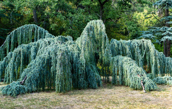 Cèdre pleureur bleu de l'atlas 'Glauca pendula'