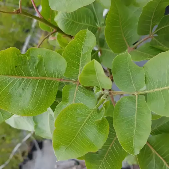 Pistachier à fruits 'Kerman femelle' (Pistacia vera) — gros plan sur de grandes feuilles vertes