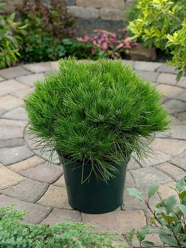 Pin noir 'Marie bregeon'