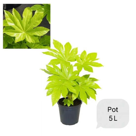 Aralia du japon 'Japonica'