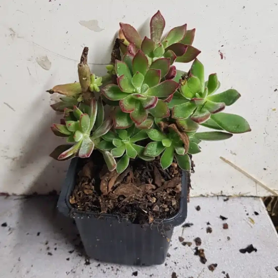 Echeveria 'Devotion'