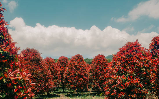 Photinia 'Magical volcano'