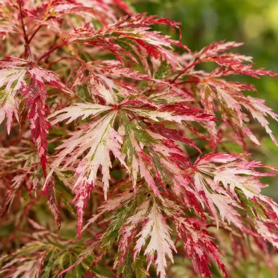 Érable du japon 'Extravaganza' (Acer palmatum) — feuillage fin panaché vert crème et rouge