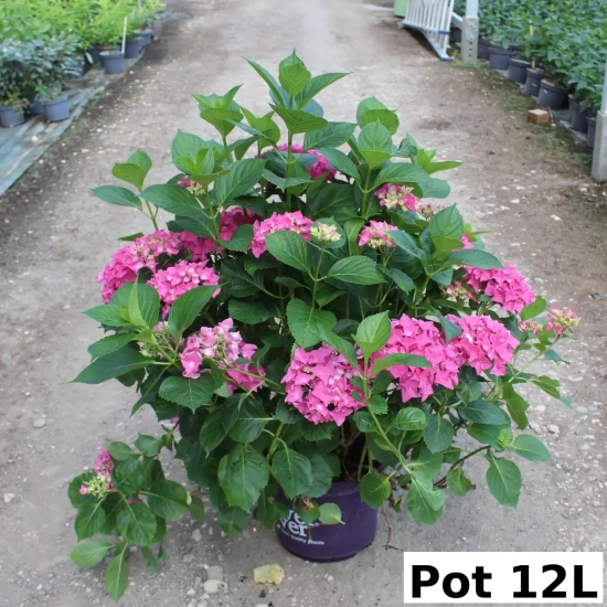 Hortensia 'Forever and ever rose'