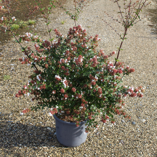 Abelia à grandes fleurs