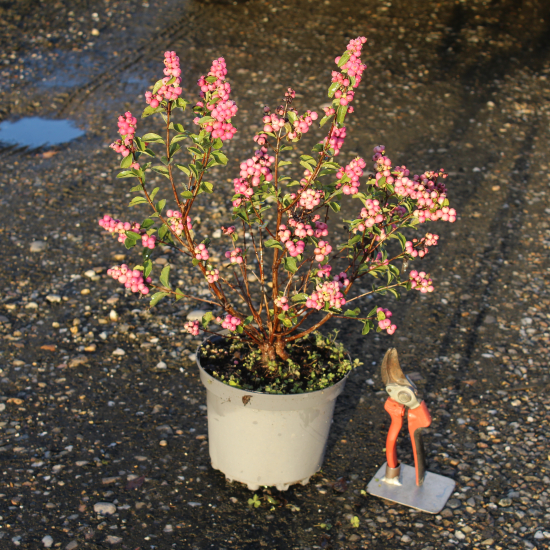 Symphorine 'Magical candy'