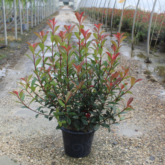 Photinia 'Red robin'