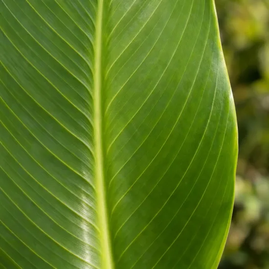 Canna géant marabout 'Marabout' — gros plan sur une grande feuille verte