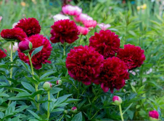 Pivoine 'Felix crousse rouge'