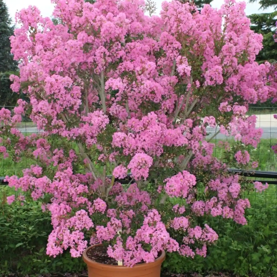 Lilas des indes 'Monbazillac'