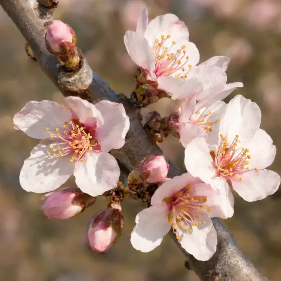 Amandier 'Ferraduel' (Prunus amygdalus) — branche avec fleurs délicates et boutons floraux