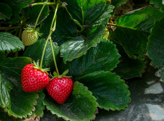 Fraisier 'Charlotte'