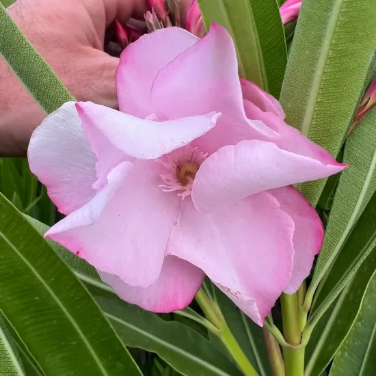 Laurier rose 'Louis Pouget' (Nerium oleander) — gros plan de fleur rose pâle ouverte