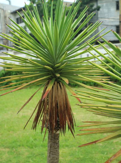 Cordyline australienne ou Dragonnier à 2 troncs