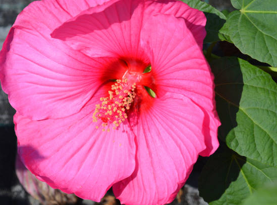 Hibiscus des marais 'Planet griotte'
