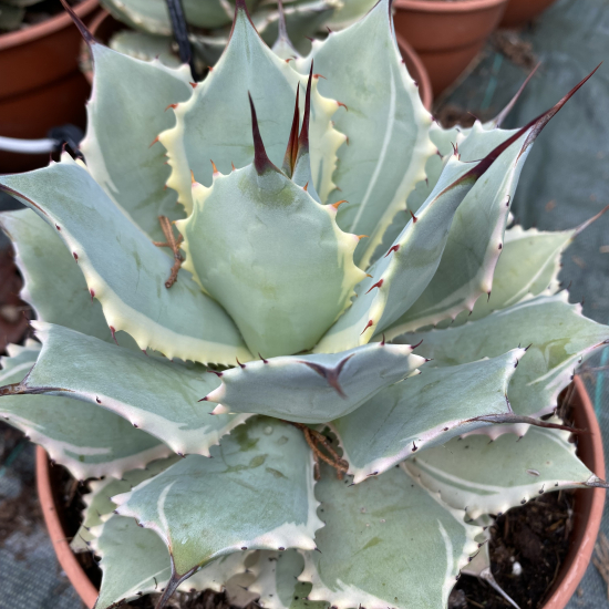 Agave  'Bluewinds'