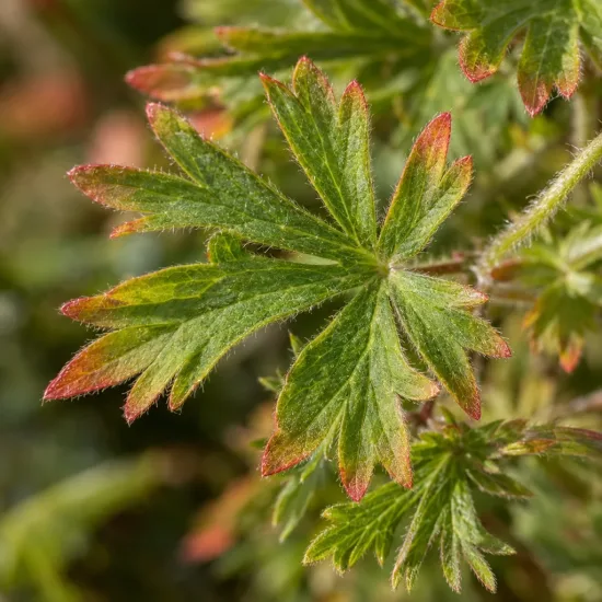 Pélargonium (Geranium sanguineum) — feuilles palmées vertes aux pointes rougeâtres · Photo d'illustration
