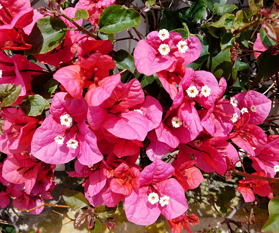 Bougainvillier glabra sanderianna trep.