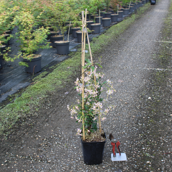 Faux-jasmin 'Rose d'inde'