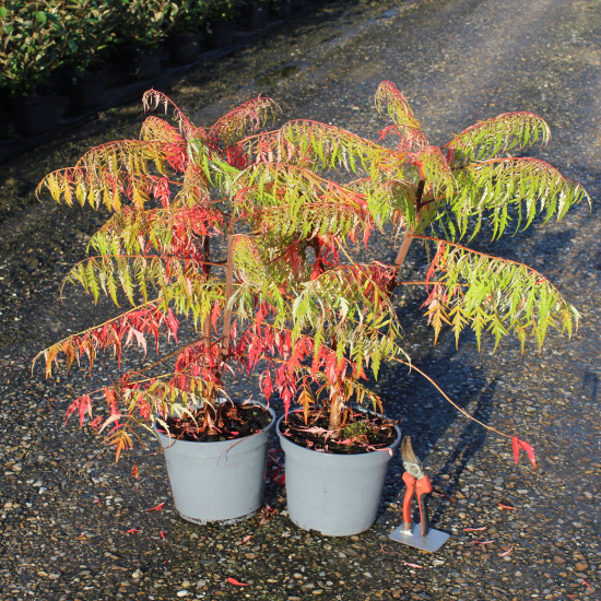 Sumac de virginie 'Dissecta'