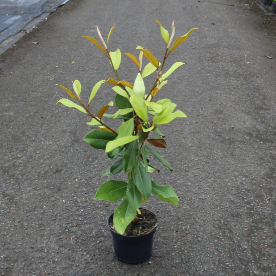 Magnolia de la galissonnière 'Galissoniere'
