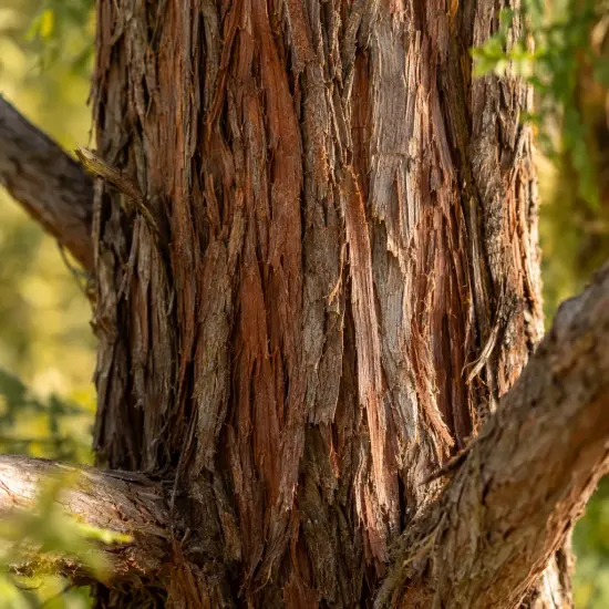Cyprès de leyland 'Gold rider' (Cupressocyparis leylandii) — écorce brun orangé en gros plan