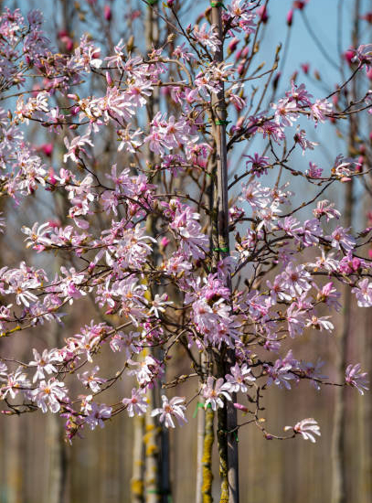 Magnolia 'Leonard messel'