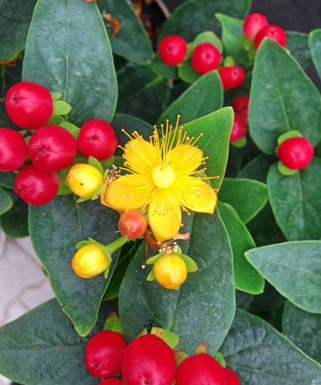 Millepertuis 'Magical universe'