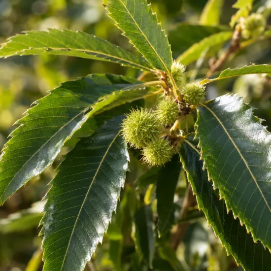 Châtaignier 'Precoce de vans' (Castanea sativa) — gros plan de feuilles luisantes et bogues · Photo d'illustration