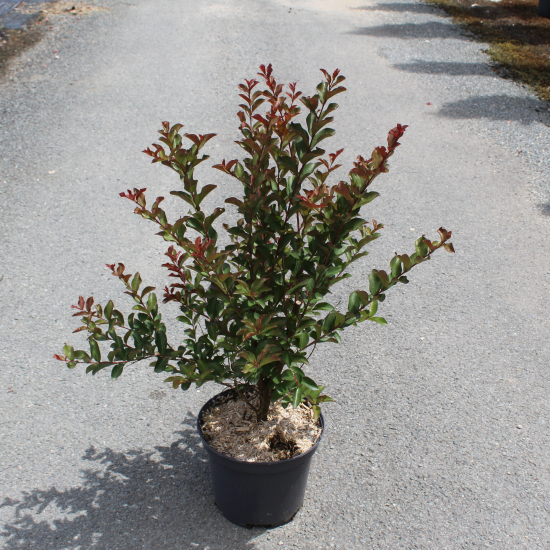 Lilas des indes 'Papillons blancs'